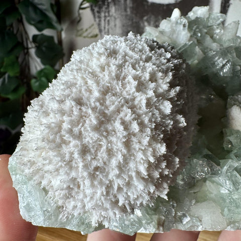 Rare Green Apophyllite with Mordenite Cluster - Crystals & Reiki