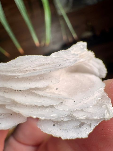 White Calcite Blade Formation (Lamellar Habit) – Bulgaria - Crystals & Reiki