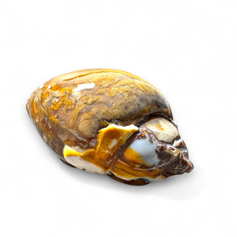 Polished Brown Druzy Agate Snail – 67 Million Year-Old Fossil