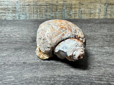 Polished Red, Brown, and White Druzy Agate Snail – 67 Million-Year Fossil