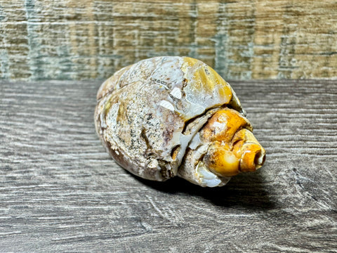 Polished Brown & Cream Druzy Agate Snail – 67 Million Year Fossil