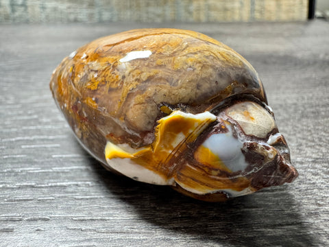 Polished Brown Druzy Agate Snail – 67 Million Year-Old Fossil