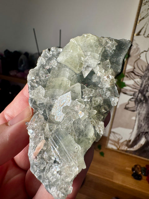 Apophyllite on Black Chalcedony Cluster – Light Anchored in Protection - Crystals & Reiki