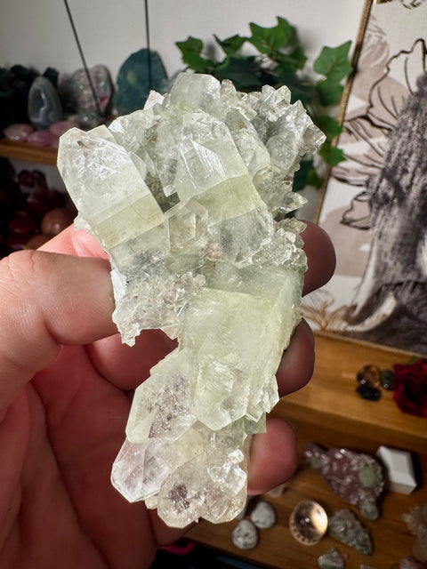 Apophyllite on Black Chalcedony Cluster – Spiritual Light with Grounded Strength - Crystals & Reiki