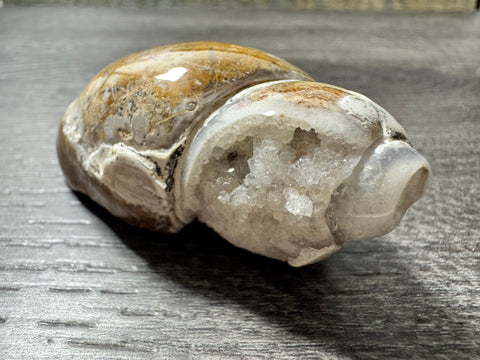 Polished Brown and White Druzy Agate Snail – 67 Million-Year Fossil