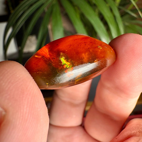 Burmese Amber with Rainbow Fire - Phoenix Ember - Crystals & Reiki