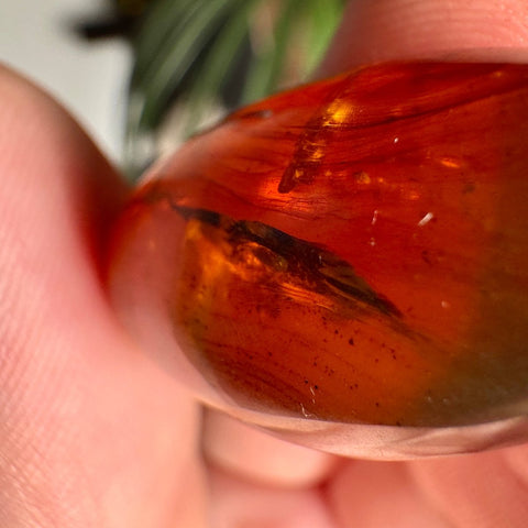 Burmese Amber with Rainbow Fire - Phoenix Ember - Crystals & Reiki