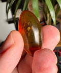 Burmese Amber with Rainbow Fire - Phoenix Ember - Crystals & Reiki