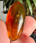 Burmese Amber with Rainbow Fire - Phoenix Ember - Crystals & Reiki