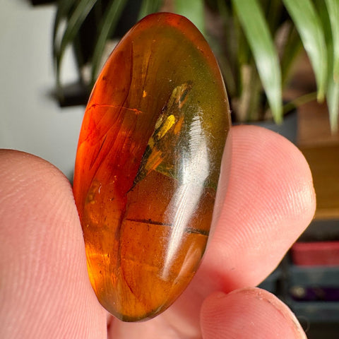 Burmese Amber with Rainbow Fire - Phoenix Ember - Crystals & Reiki