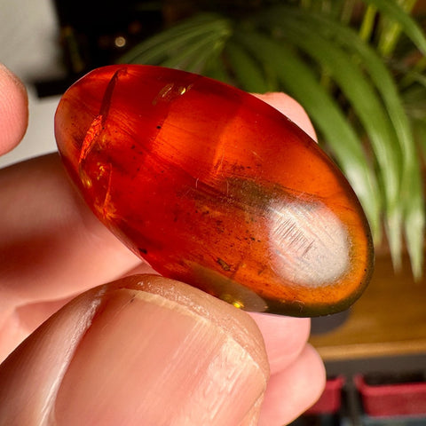 Burmese Amber with Rainbow Fire - Phoenix Ember - Crystals & Reiki