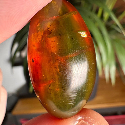 Burmese Amber with Rainbow Fire - Phoenix Ember - Crystals & Reiki