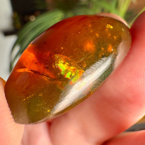 Burmese Amber with Rainbow Fire - Phoenix Ember - Crystals & Reiki
