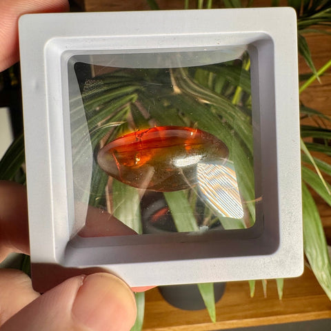 Burmese Amber with Rainbow Fire - Phoenix Ember - Crystals & Reiki