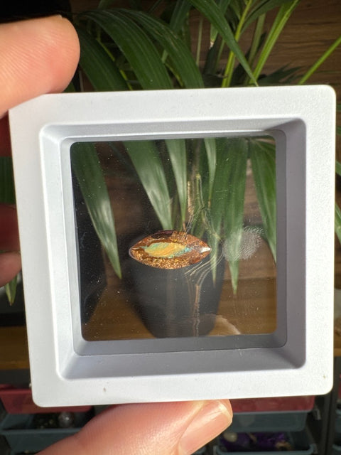 Australian Boulder Opal - Dragon's Eye - Crystals & Reiki