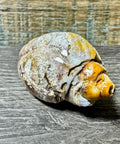 Polished Brown & Cream Druzy Agate Snail – 67 Million Year Fossil - Crystals & Reiki