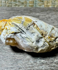 Polished Brown & Cream Druzy Agate Snail – 67 Million Year Fossil - Crystals & Reiki