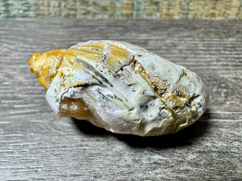 Polished Brown & Cream Druzy Agate Snail – 67 Million Year Fossil - Crystals & Reiki