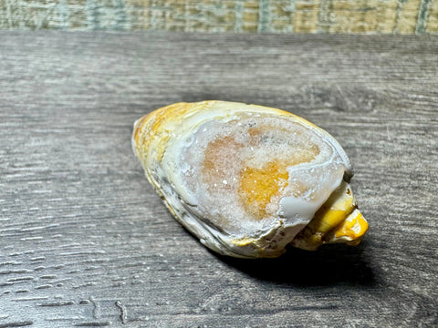 Polished Brown & Cream Druzy Agate Snail – 67 Million Year Fossil - Crystals & Reiki