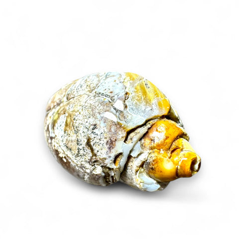 Polished Brown & Cream Druzy Agate Snail – 67 Million Year Fossil - Crystals & Reiki