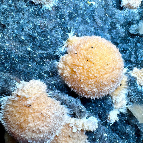 Super Rare Orange Thomsonite Sparkling Black Chalcedony - Piece 2 - Crystals & Reiki