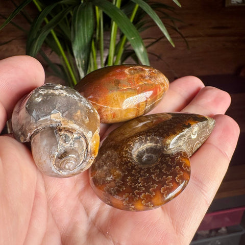 Fossilised Crystal Set – Ancient Earth Energy & Grounding Wisdom - Crystals & Reiki