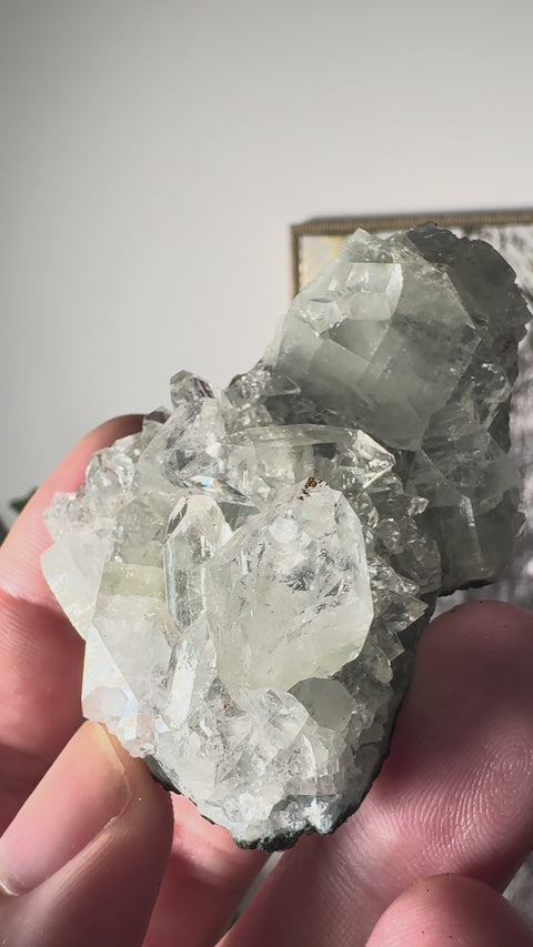 Apophyllite on Black Chalcedony Cluster – Light Anchored in Stone