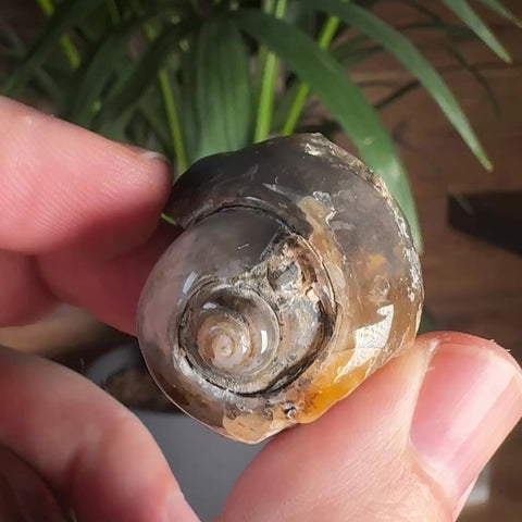 Fossilised Crystal Set – Ancient Earth Energy & Grounding Wisdom