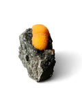 Super Rare Orange Thomsonite on Black Sparkling Chalcedony - Crystals & Reiki